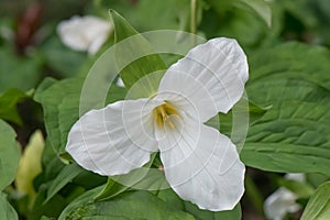 White Trillium grandiflorum, bright white flower photo